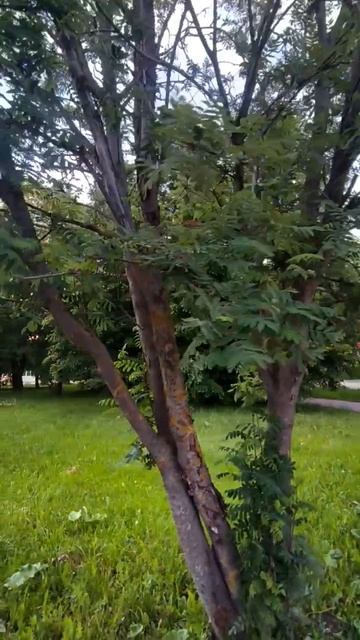 Сквер летом смотреть онлайн