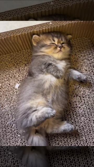 Спящий котёнок