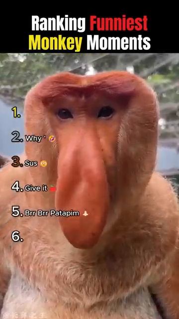 Ranking Funniest Monkeys