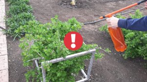Вся ТЛЯ осыпалась после копеечного народного средства!