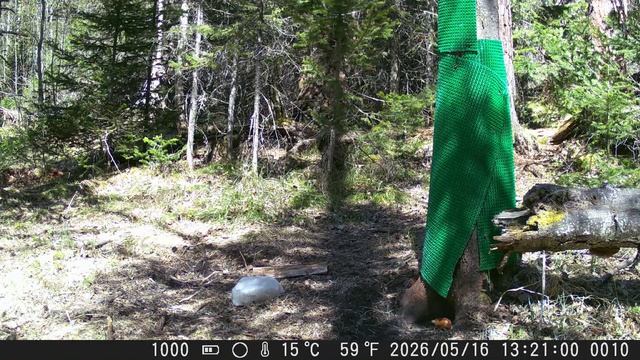 Видео от Красноярская тайга. Фотоловушки