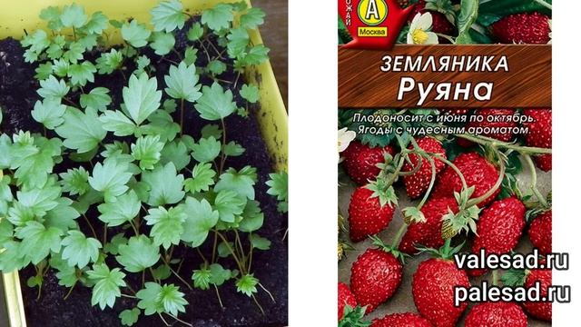 Какие овощи сажать в феврале на рассаду.