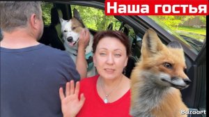 КАК ВЫЖИВАЮТ РУССКОЯЗЫЧНЫЕ ДАЛЬНОБОЙЩИКИ В КАНАДЕ: Жизнь в канадской деревне