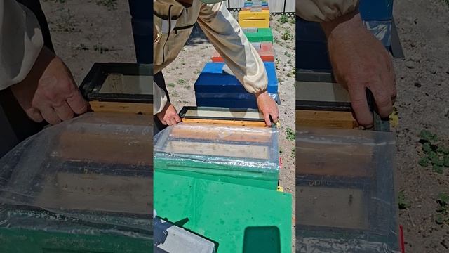 Раздача маточников в отводки и нуклеусы. смотреть онлайн