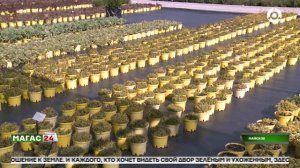 Как помочь декоративным растениям прижиться: опыт питомника «Райян»