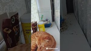 Видео от Пушка про жуткого монстра кота.mp4