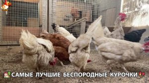 Цыплята и Курочки селяночки лучшие беспородные несушки 🥚 (485)