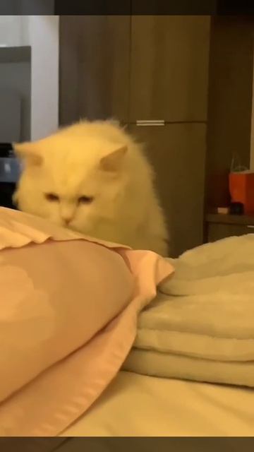 Кот мэе
