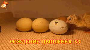 Вылупление цыпленка из яйца в инкубаторе версия 53