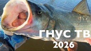 ГнусТВ 2026.МОШКА жрёт сильнее РЫБЫ! Zetrix Dark Blood LSE DBC-70H