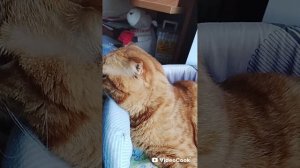 Пушок рассказывает про страшного кошачьего монстра который копирует внешность.mp4