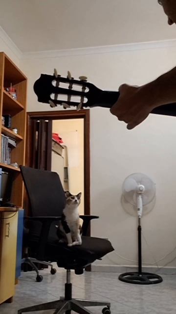 Кот певец