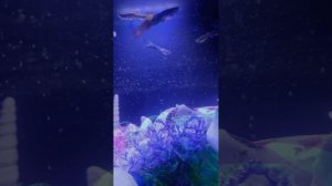 🪸Видео для Фона🐠/Мелодия-One Shot