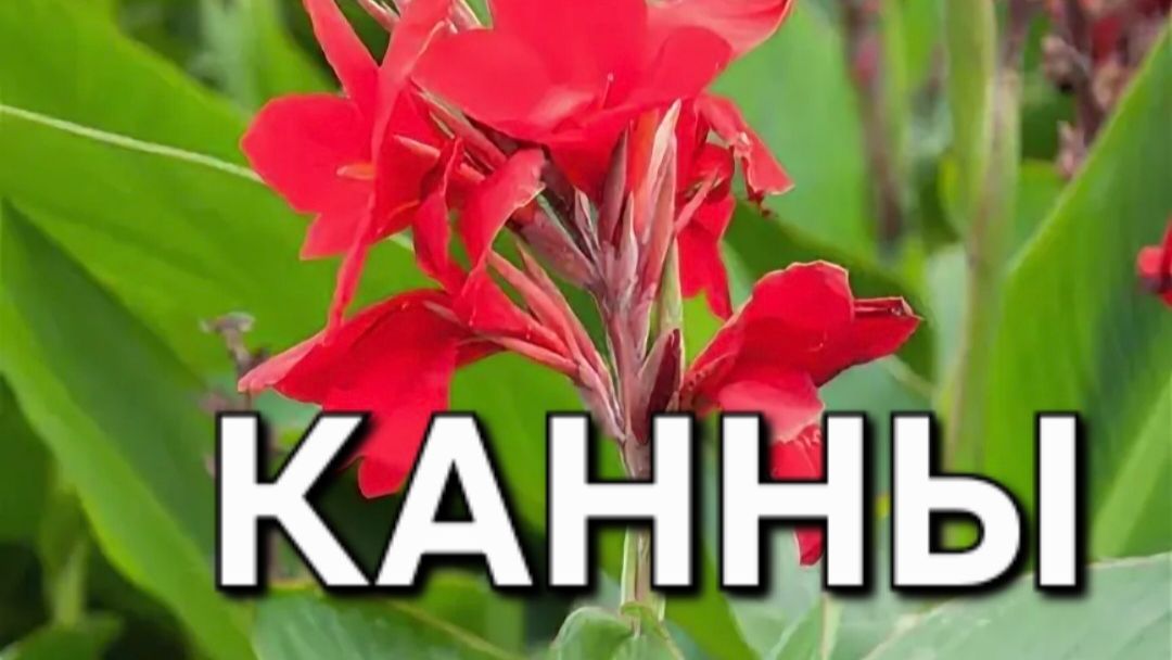 Вытащила из подвала и посадила КАННЫ