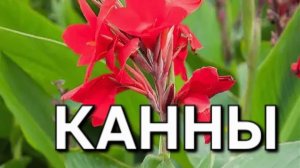 Вытащила из подвала и посадила КАННЫ