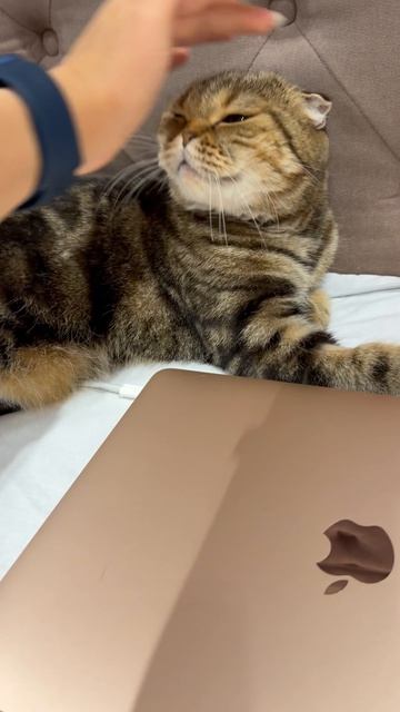 Милая шотландская вислоухая кошечка 😺🐱