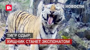Погибший тигр Одыр обретёт новую жизнь в музее Хабаровска. 10/06/2026.