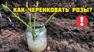 Если черенковать РОЗЫ, то только так! Приживается 95% черенков!