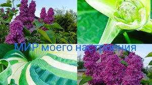 05.06.26 Дача.Сирень Красная Москва.Любуюсь на хосты и очитки