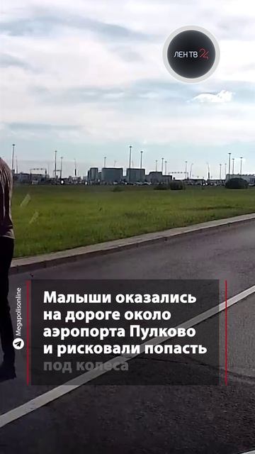 Пернатые нарушители замечены на дороге около аэропорта Пулково
