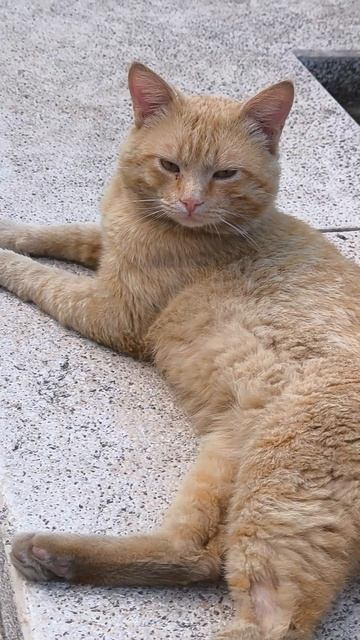 Лапушка Кот рыжик 🐈