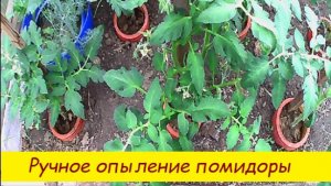 Ручное опыление помидоры