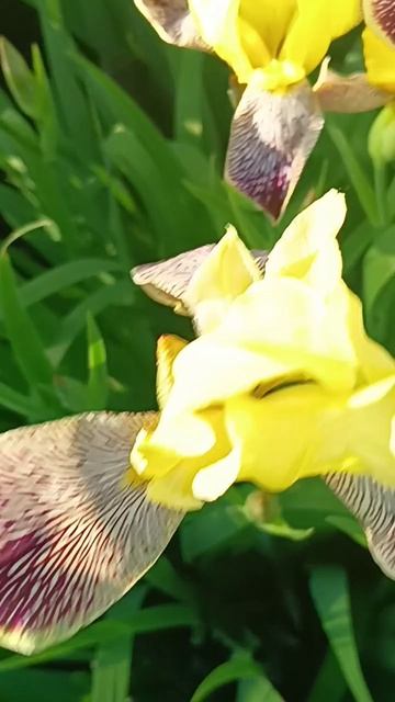 Ирисы # цветы #🥀🥀🥀