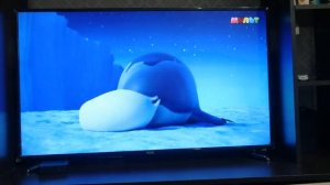 Показ мультфильма «Тюленьки», рекламный блок и анонс «Лео и Тиг» (Мульт, 08.06.2026)
