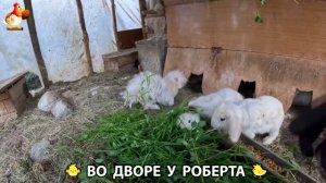 Содержание кур в домашних условиях и других птиц во дворе у Роберта 🐣🐤🦆🐔🪿🦃 (519)