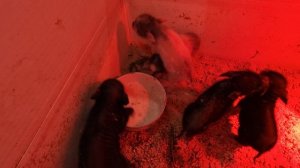 Попытались накормить поросят из чашки, не вышло)))  🐷