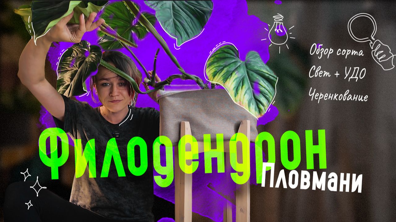 🌱 ФИЛОДЕНДРОН Пловмани → Уход: свет💡, УДО, черенкование✂️, ЗКС