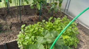 Новая Рассада томатов🍅🍅🍅 обзор участка на 10 июня 2026г.🌞🌞🌞