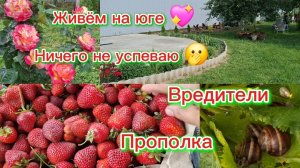 10-06-2026/Из Сибири на юг/Живём и трудимся на юге/Работа на участке/Ничего не успеваю/Прополка/