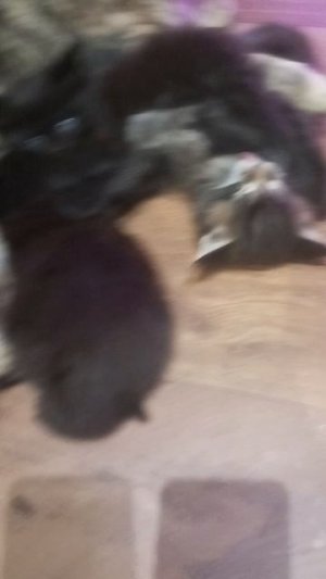 Котята