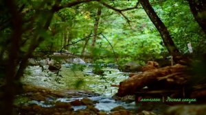 Звуки природы слушать 1 час 🍀 Лесной ручей, звуки леса и пение птиц для размышлений в покое Full HD