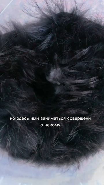У ворот женского монастыря поставили ведерко с новорожденными котятами.