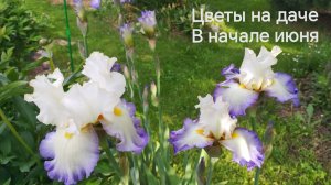 7 июня 2026 года зацветают ранние бородатые ирисы разных цветов, пионы, люпины
