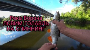 Река Ворона ЛОВИМ ГОЛАВЛЬ НА СПИННИНГ