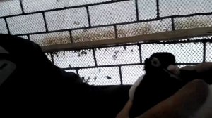 Казанские Панцирные Голуби! Афанасьев Николай Иванович! Казань.