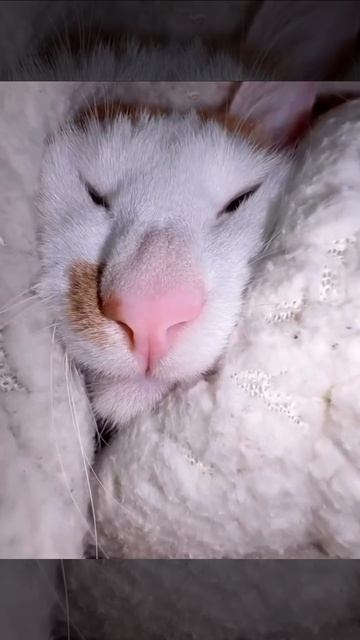 котик спит смотреть онлайн