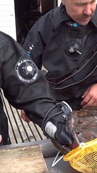 Морской чёрт схватил за руку русского дайвера и не отпускал до последнего 😱😡
