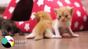 Мама-кошка любит своих котят.
