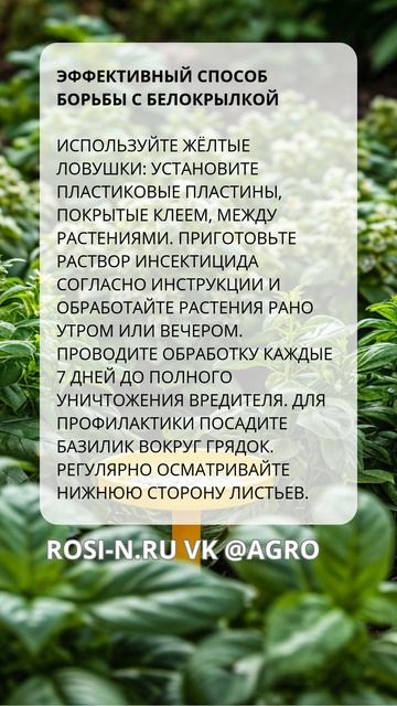 Как эффективно бороться с белокрылкой