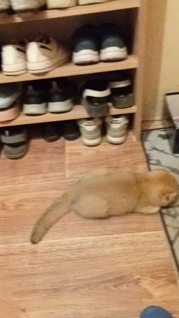 Котик Сэм