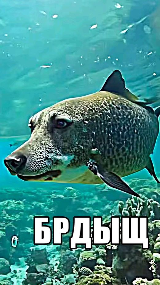 Брдыщеград
