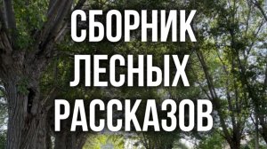 ЛЕСНЫЕ ИСТОРИИ СБОРНИК