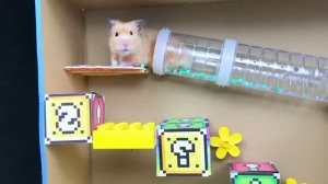 🐹 Хомяк против водяной ловушки Побег из яркого лабиринта