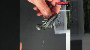 ВАХУ приманка на щуку в траве! Незацепляйка лягушка