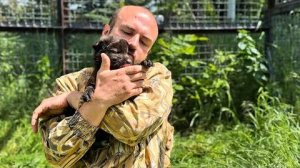 Мы пытаемся ПОДРУЖИТЬ ЛЬВЯТ И ВОЛЧАТ, но Тайган сразу ПОКАЗАЛ КТО ТУТ ГЛАВНЫЙ😅