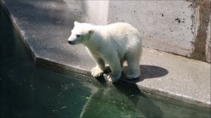Медвежонок Умка никак не решается прыгнуть в воду чтобы забраться на островок 05.06.2026